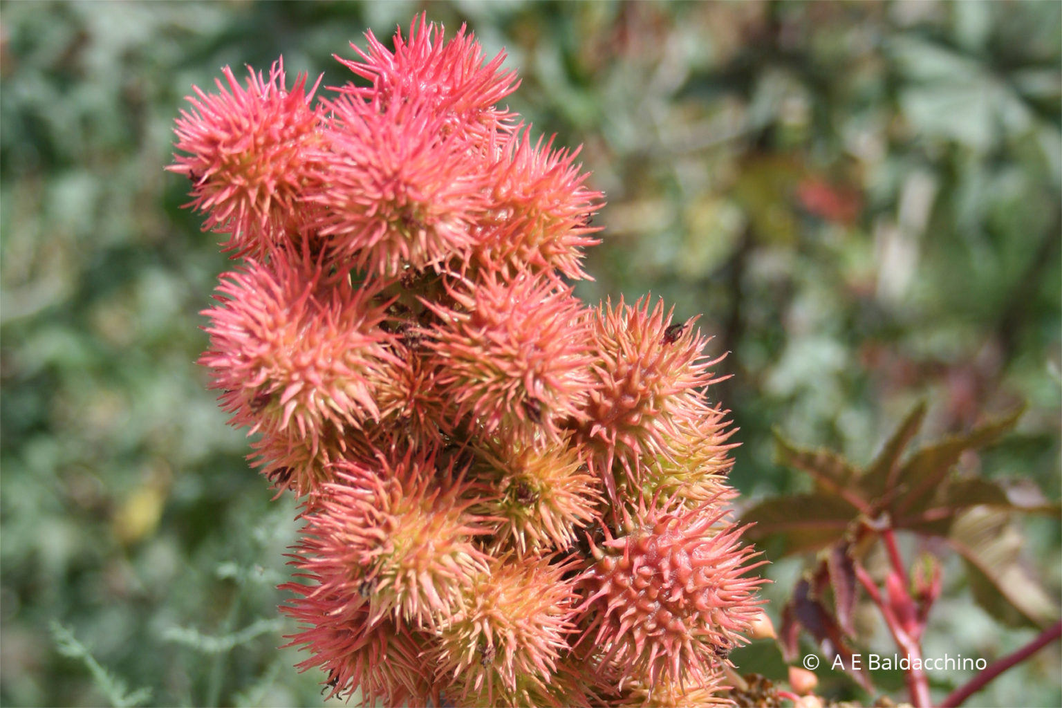 Castor Oil tree – Ricinus communis – ir-Riġnu – Chadwick Lakes