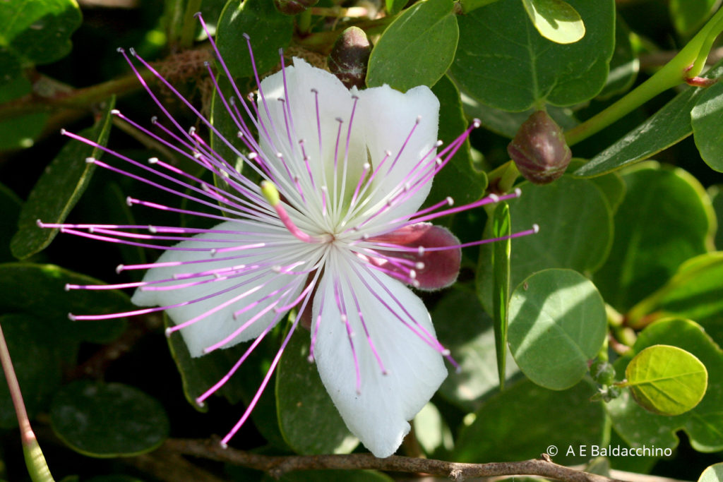 Caper Bush Capparis orientalis Kappar Chadwick Lakes
