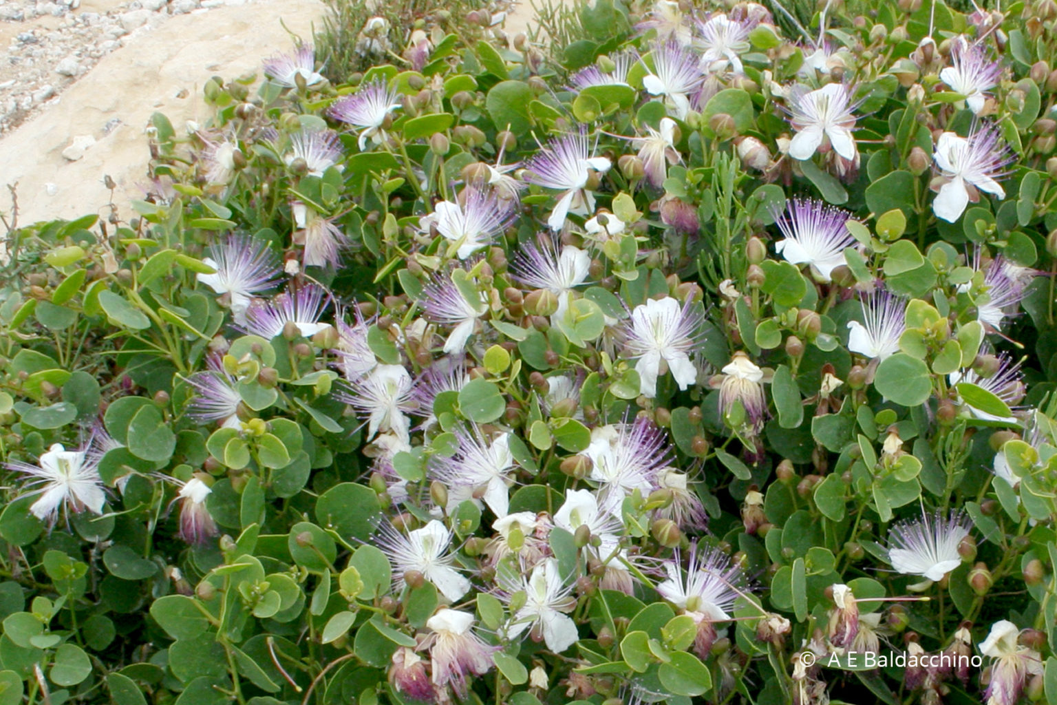 Caper Bush Capparis orientalis Kappar Chadwick Lakes