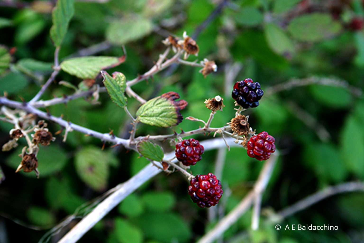 Bramble Rubus ulmifolius LGħollieq Chadwick Lakes
